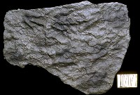 藏品(雷龍化石)的圖片